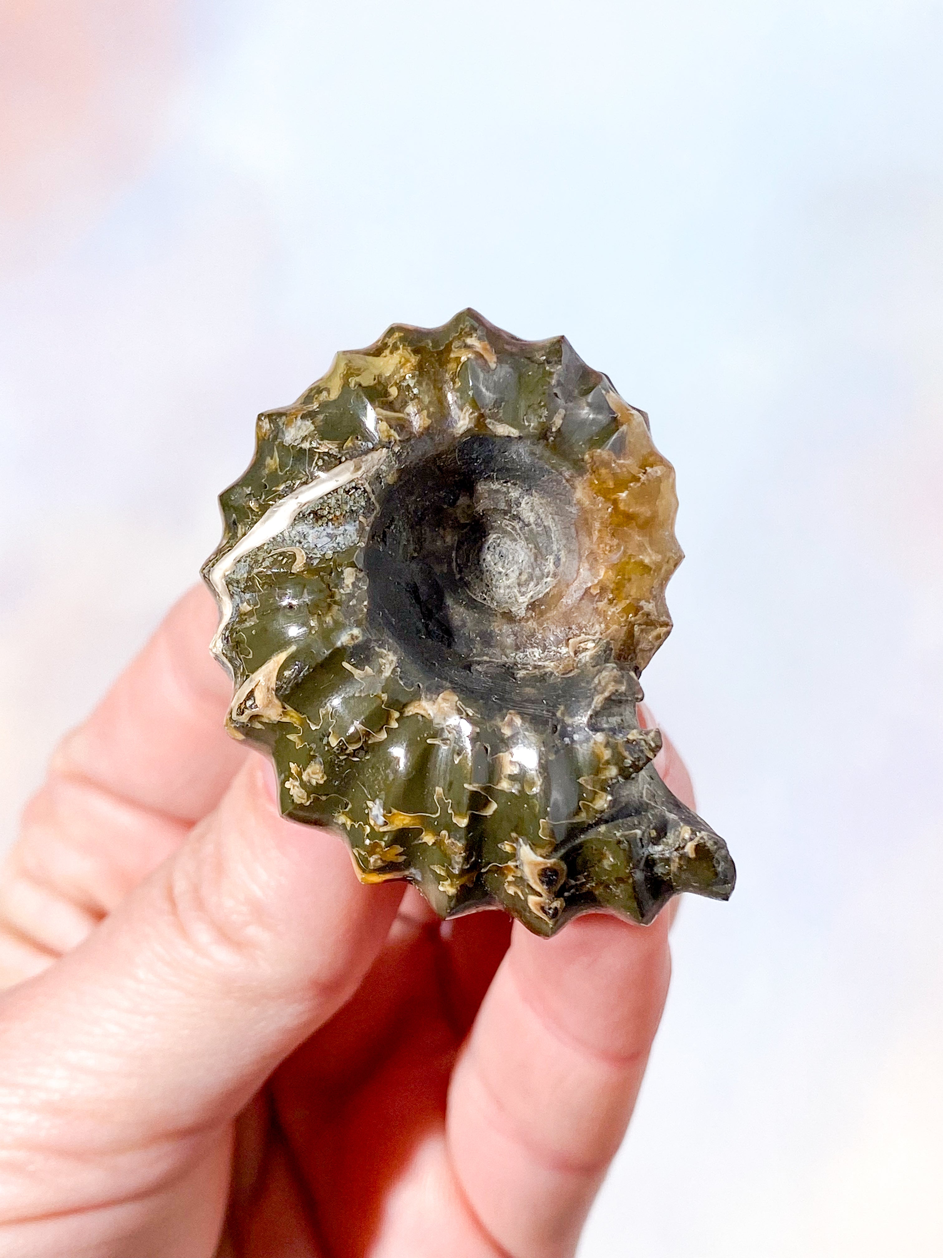Douvilleiceras Ammonitfossil (Nr 15)