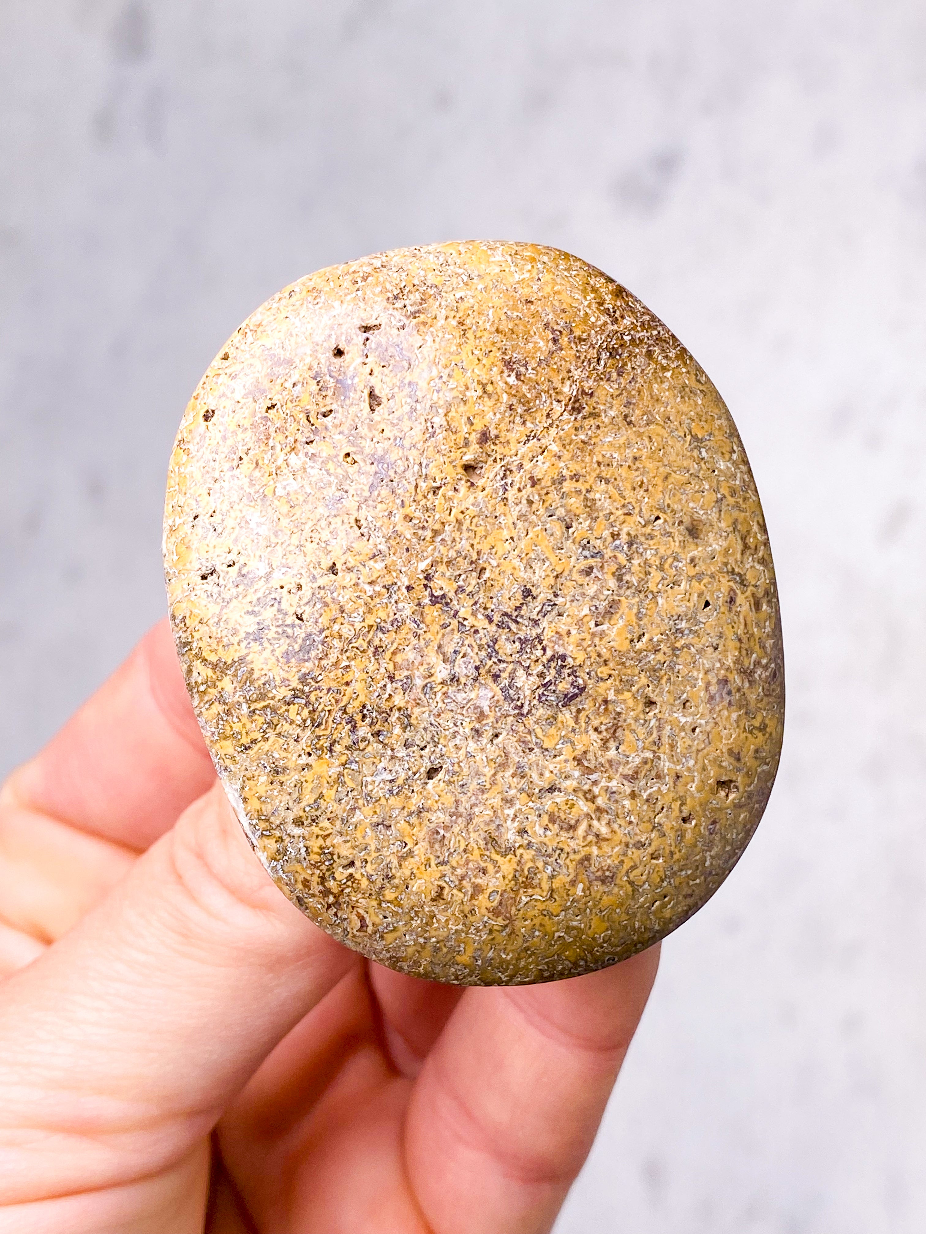 Dinosaur Knogle Palmstone (Nr. 6)
