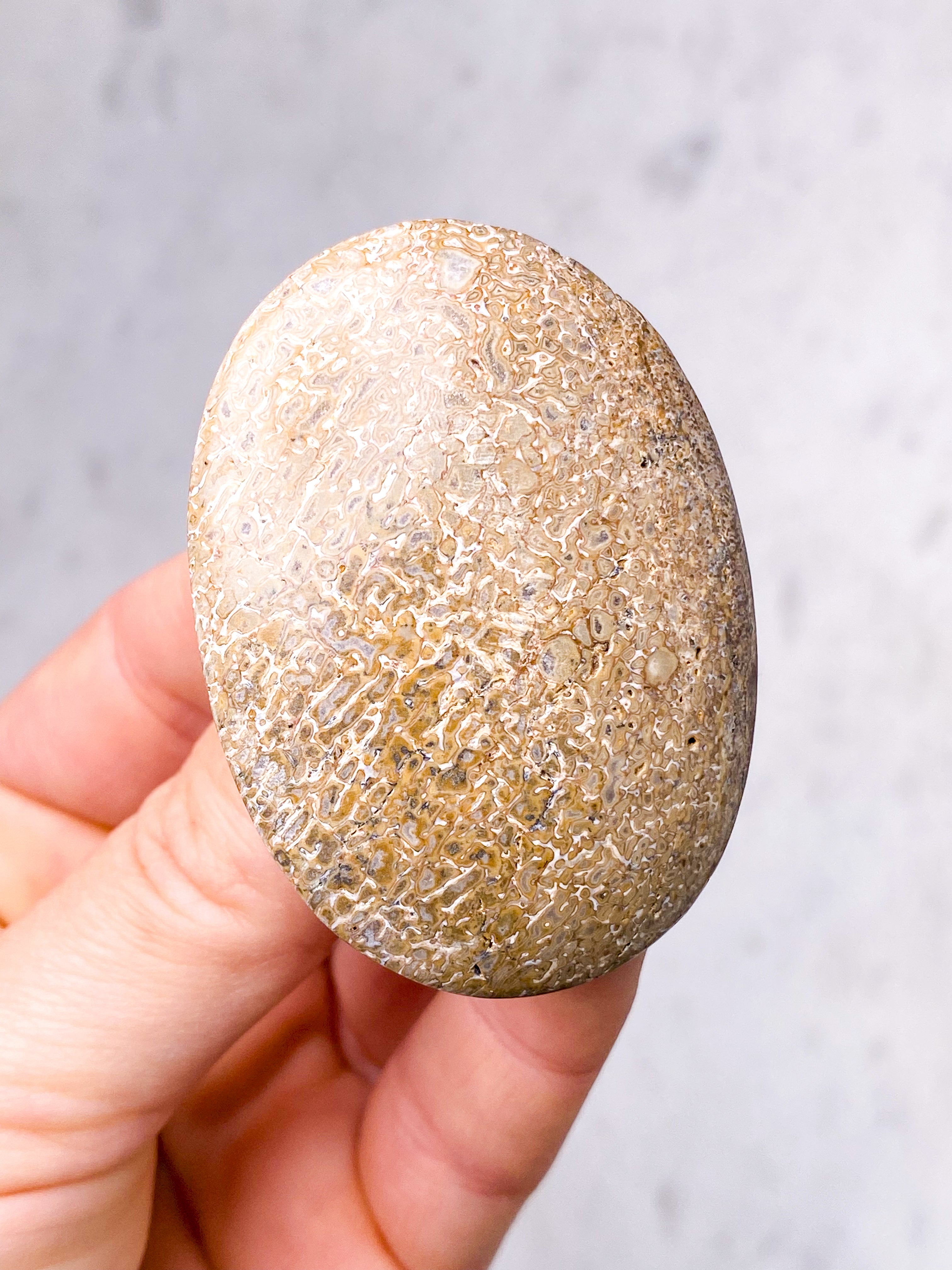 Dinosaur Knogle Palmstone (Nr. 12)