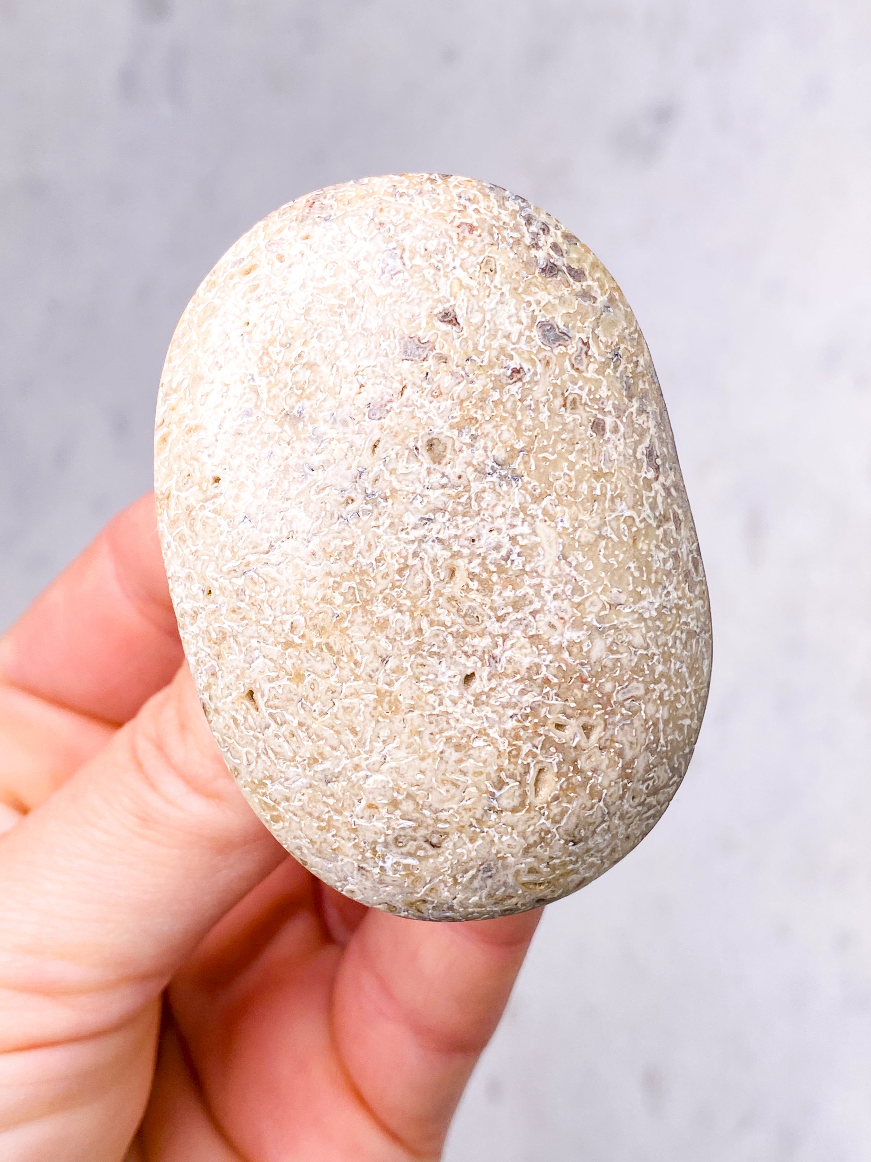 Dinosaur Knogle Palmstone (Nr. 14)