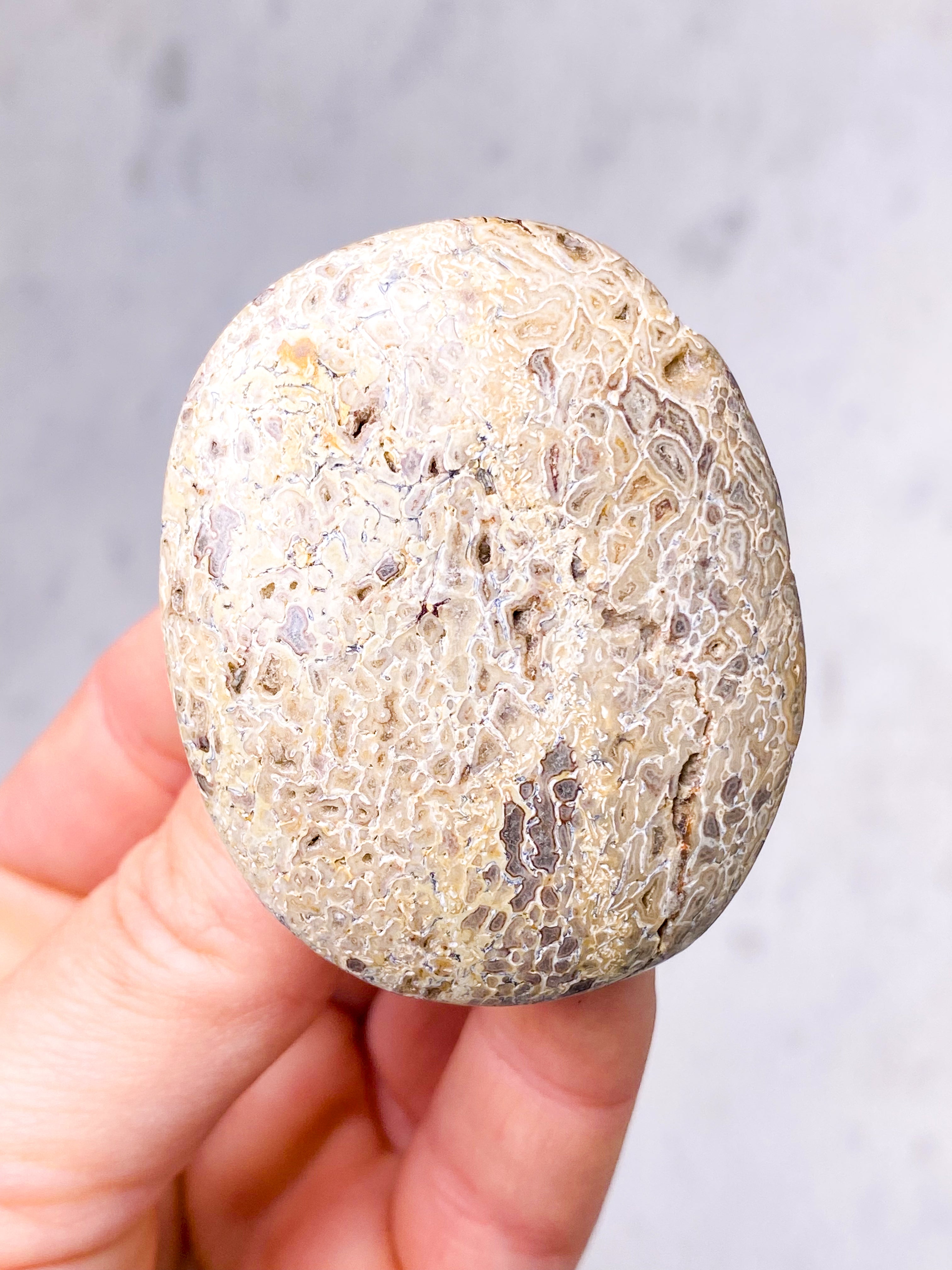 Dinosaur Knogle Palmstone (Nr. 15)