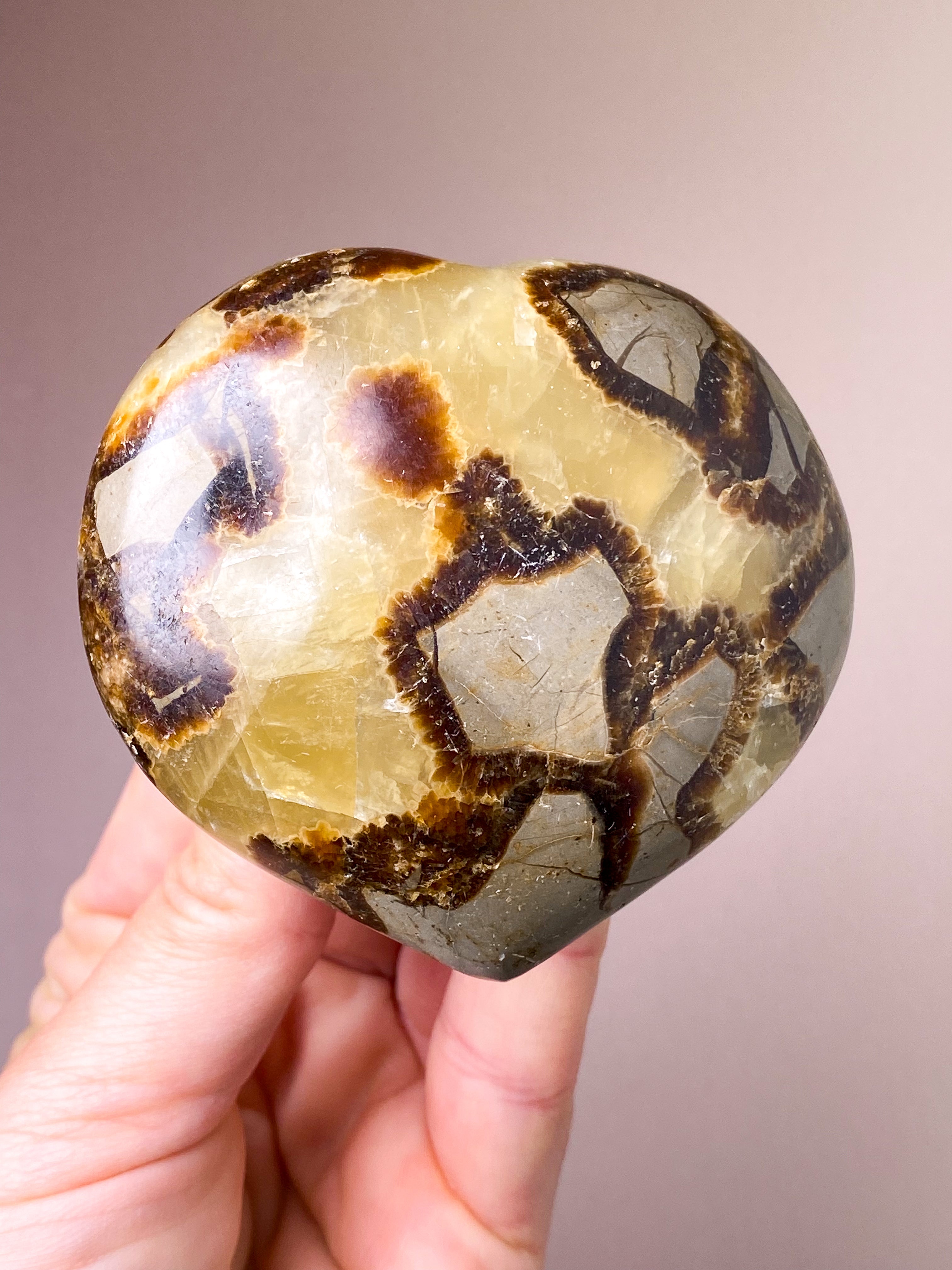 Septarie kula