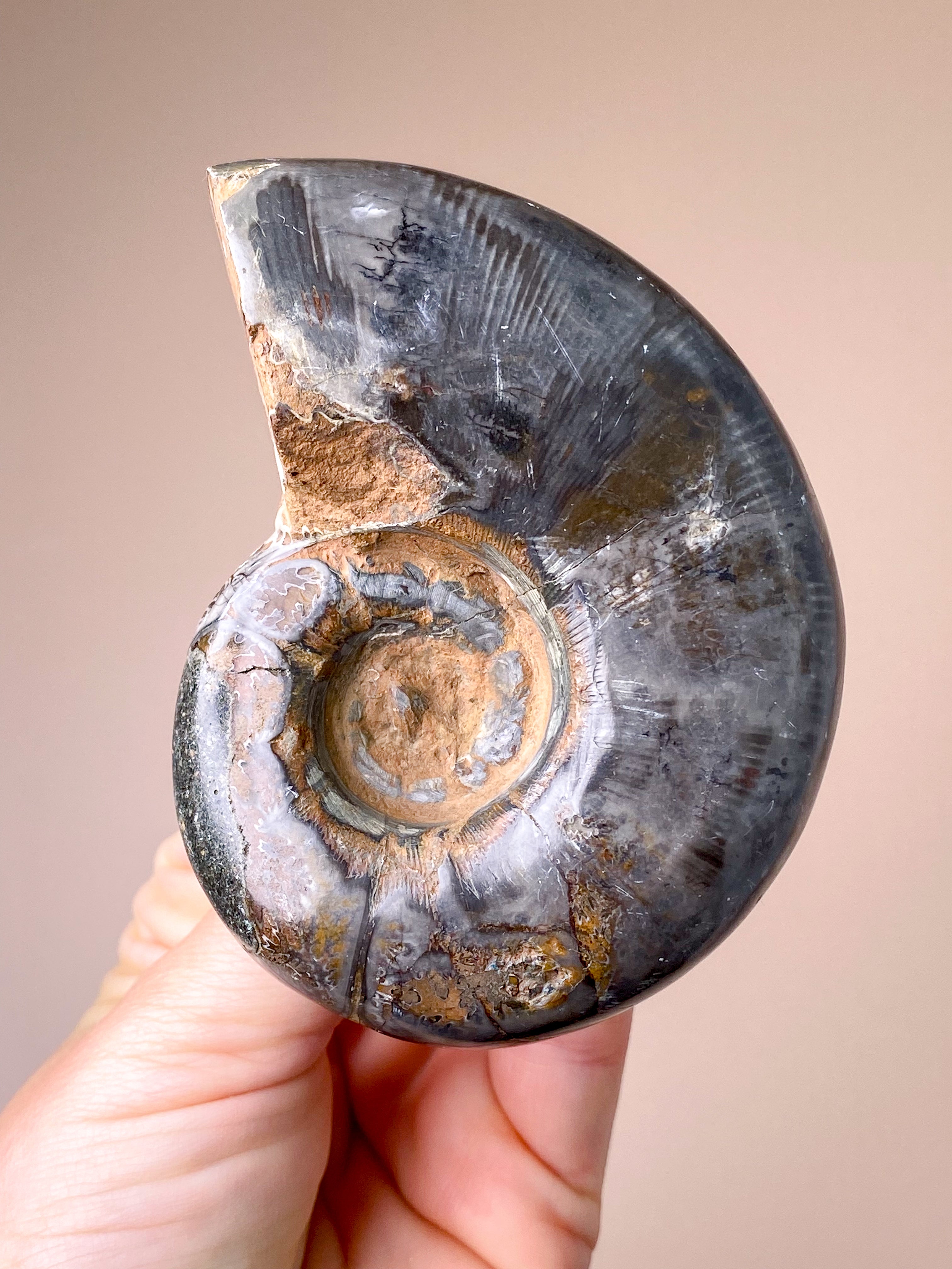 Nautilus Fossil (Nr. 6)