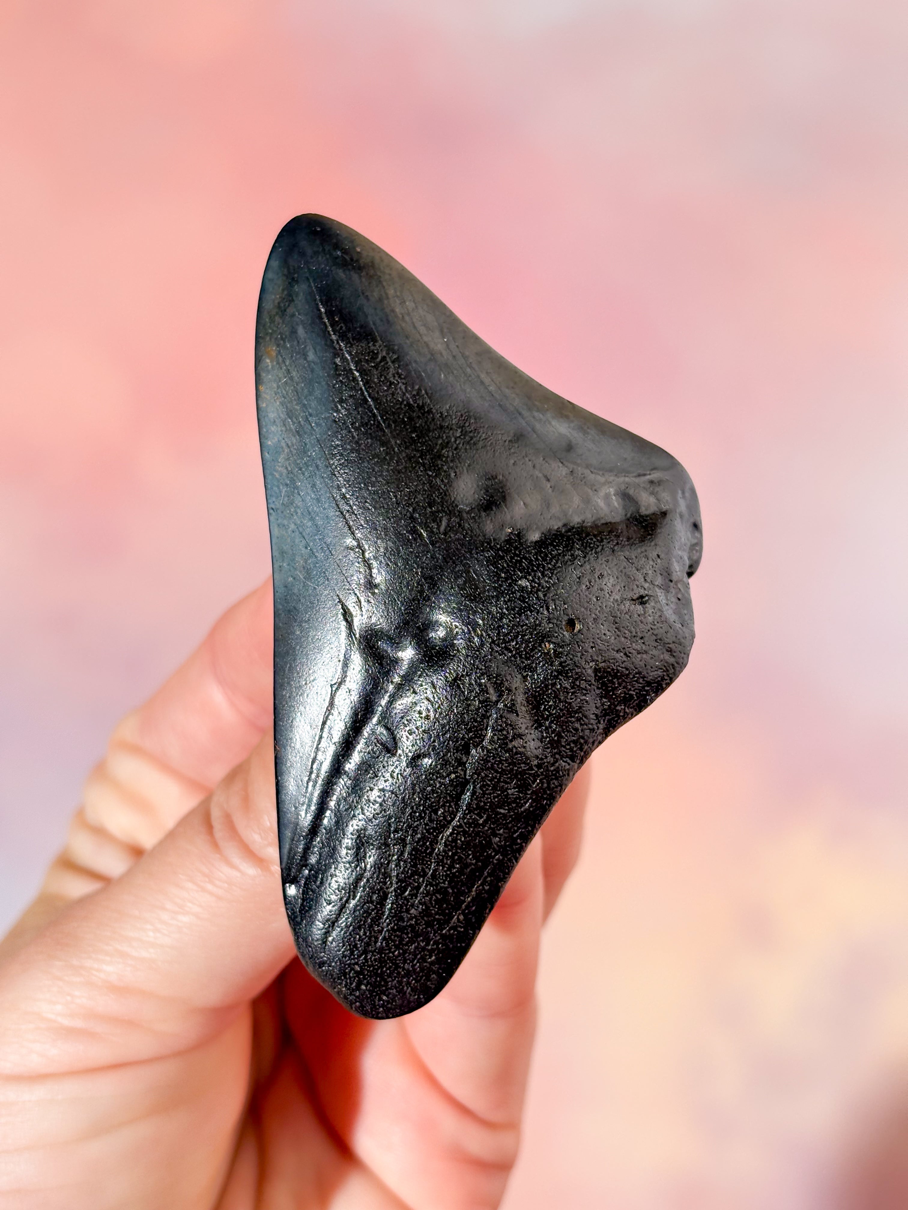 Megalodon Tand Fossil (Nr. 1)