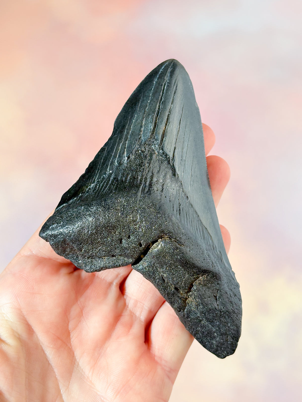 Megalodon Tand Fossil (Nr. 4)