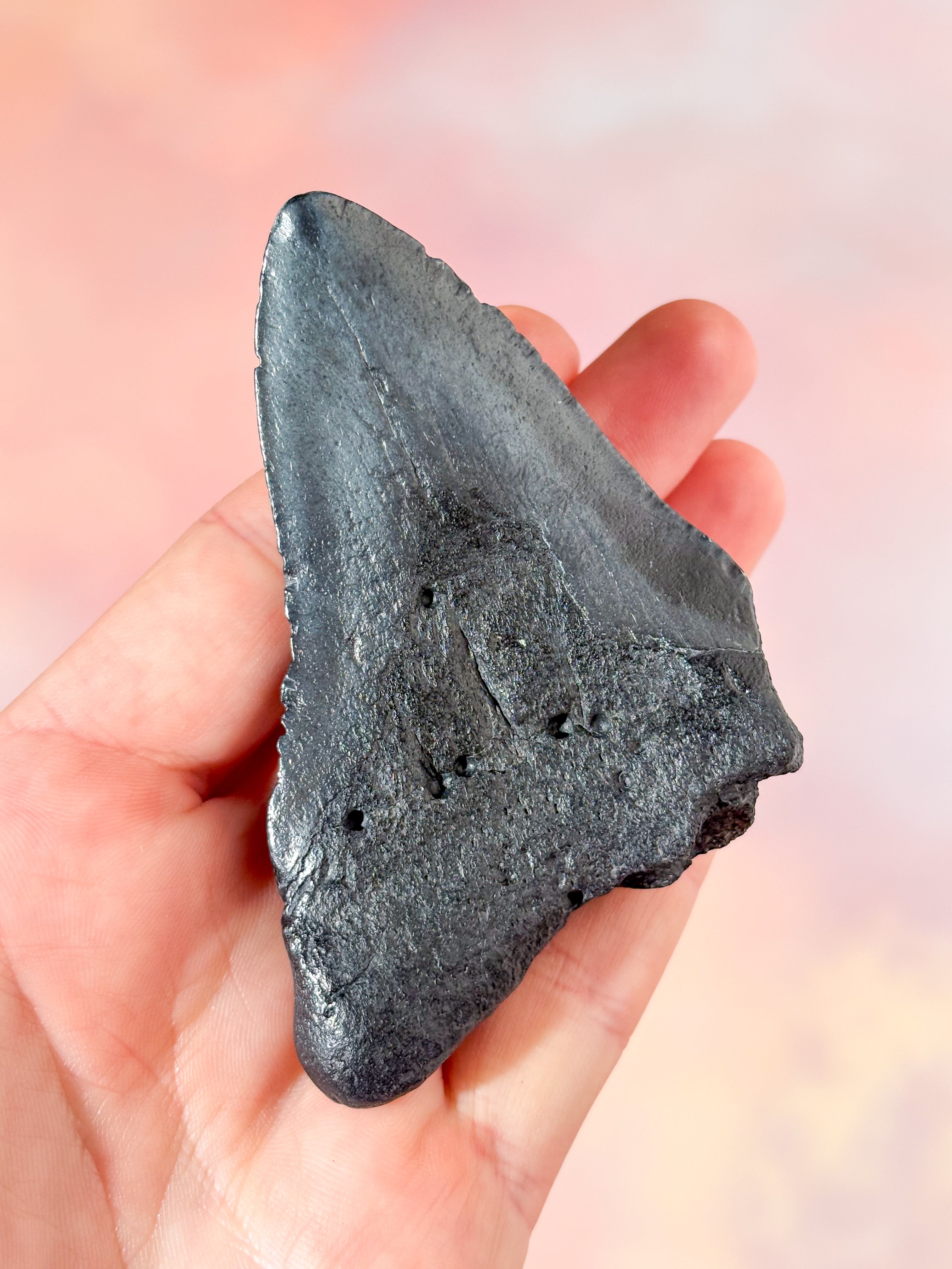 Megalodon Tand Fossil (Nr. 6)