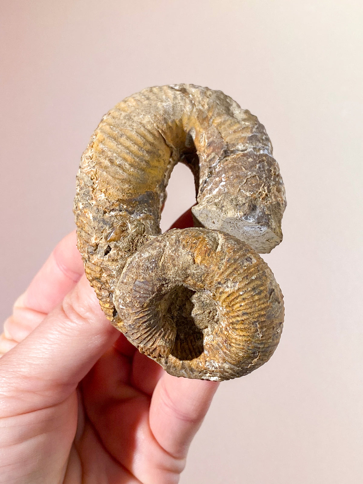 Heteromorf Ammonit (Nr. 3)