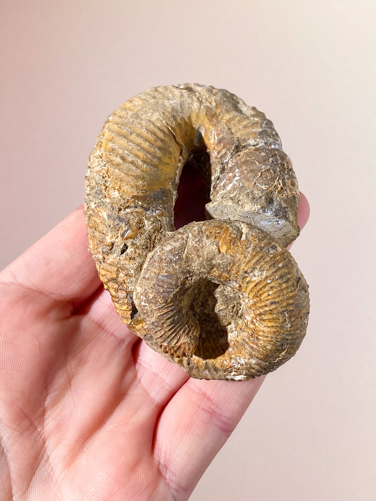 Heteromorf Ammonit (Nr. 3)