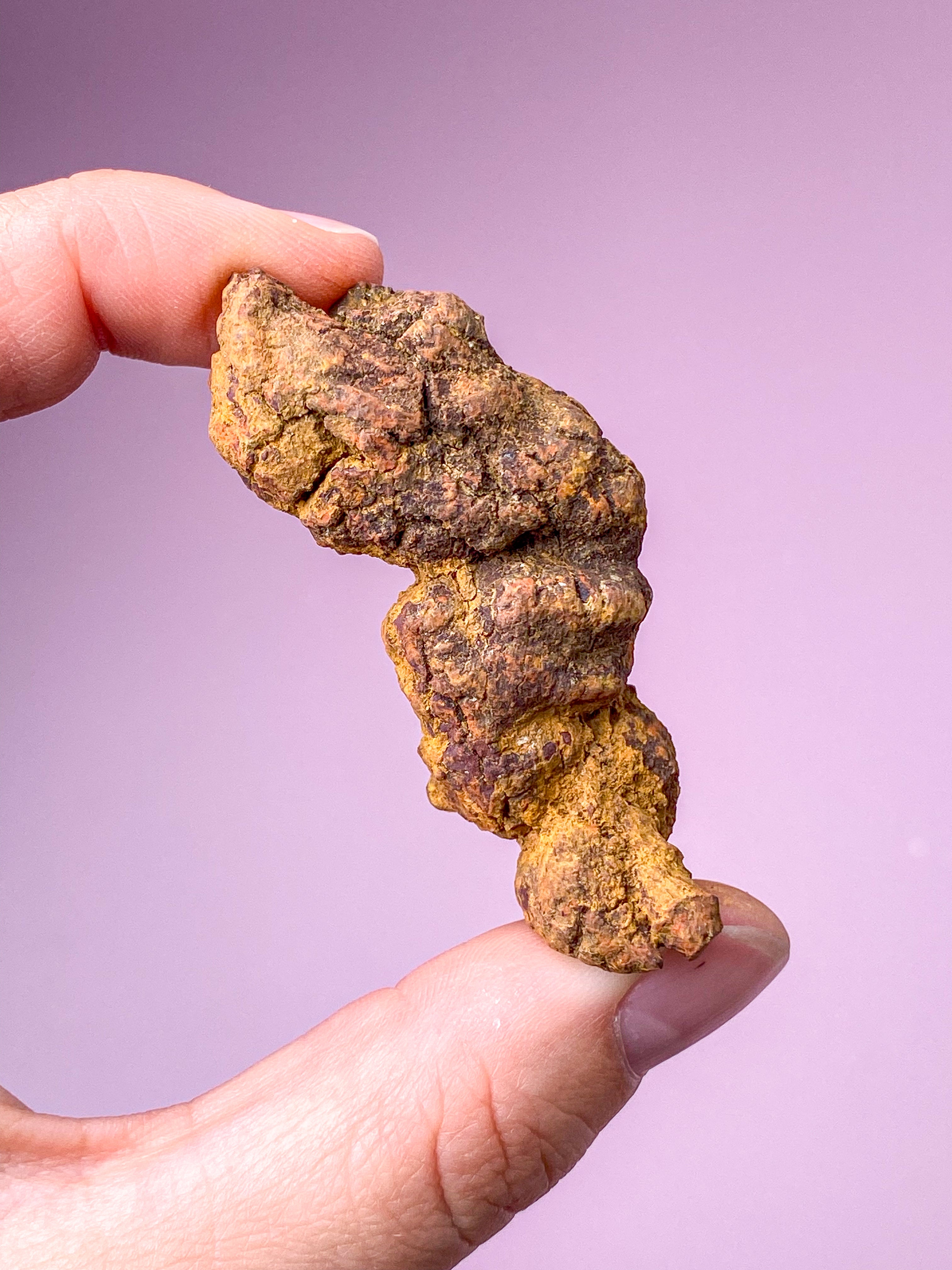 Koprolit Fossil (Nr. 5)