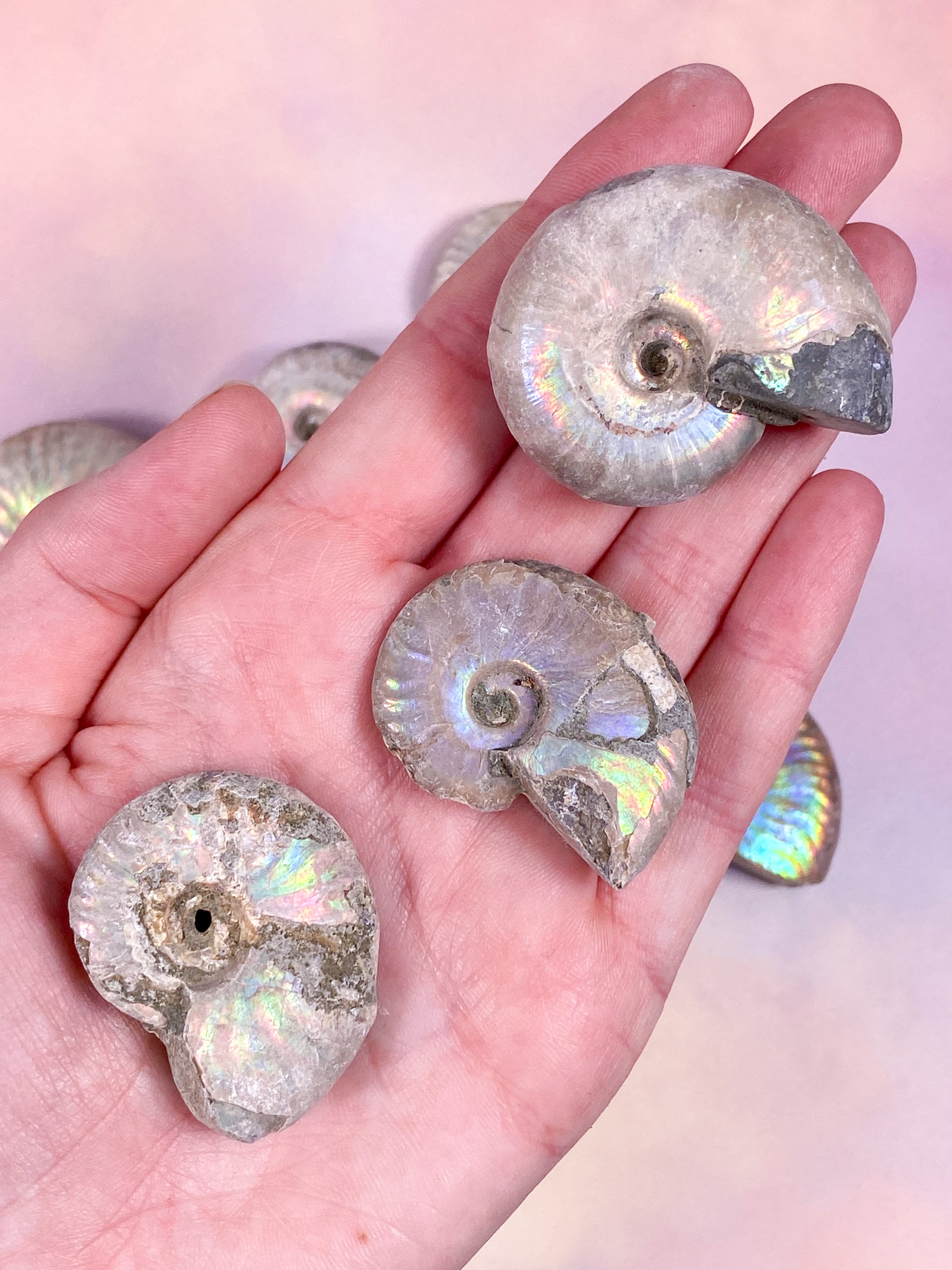Regnbue Ammonit