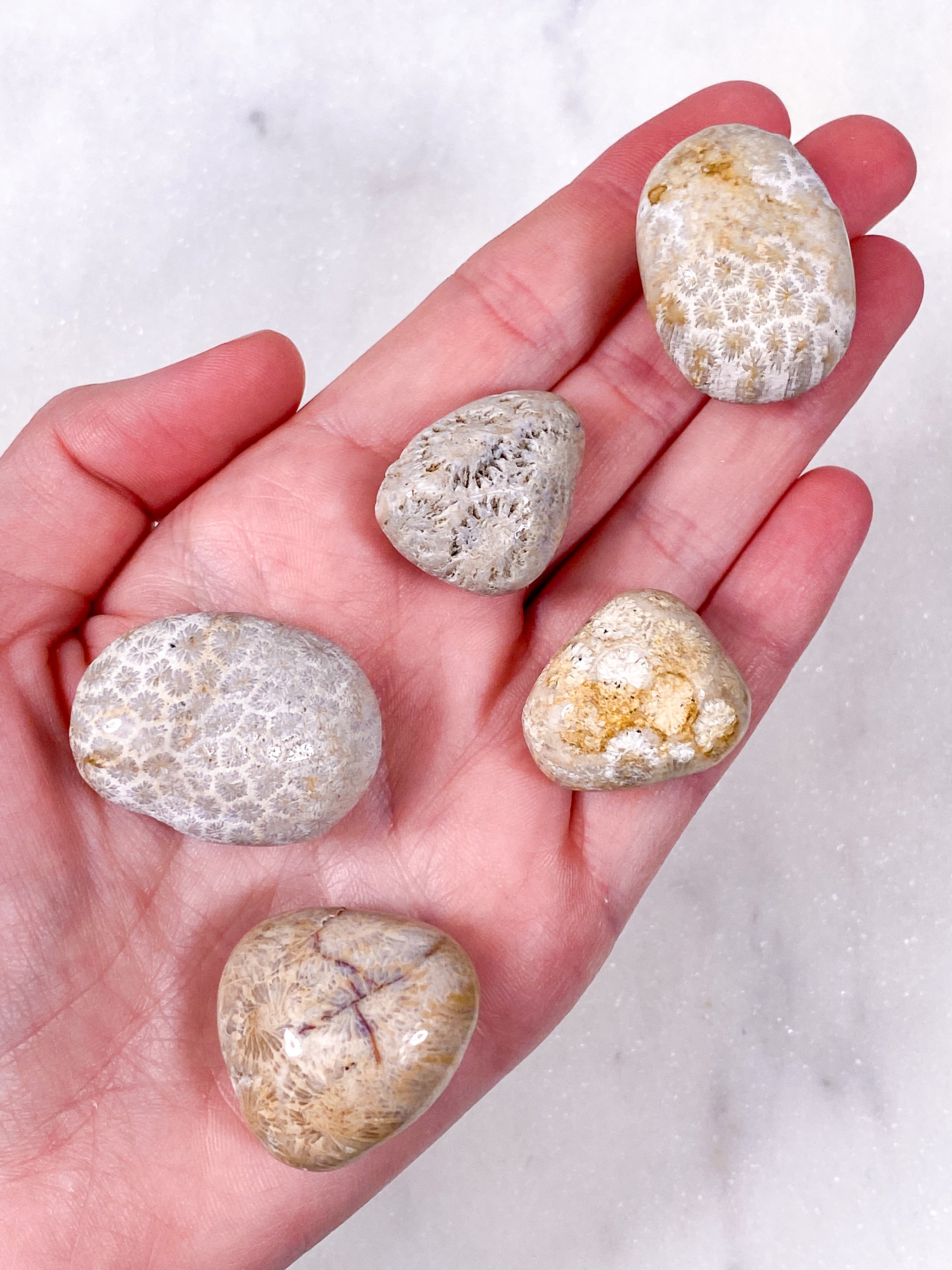 Koralrods Fossil Lommesten